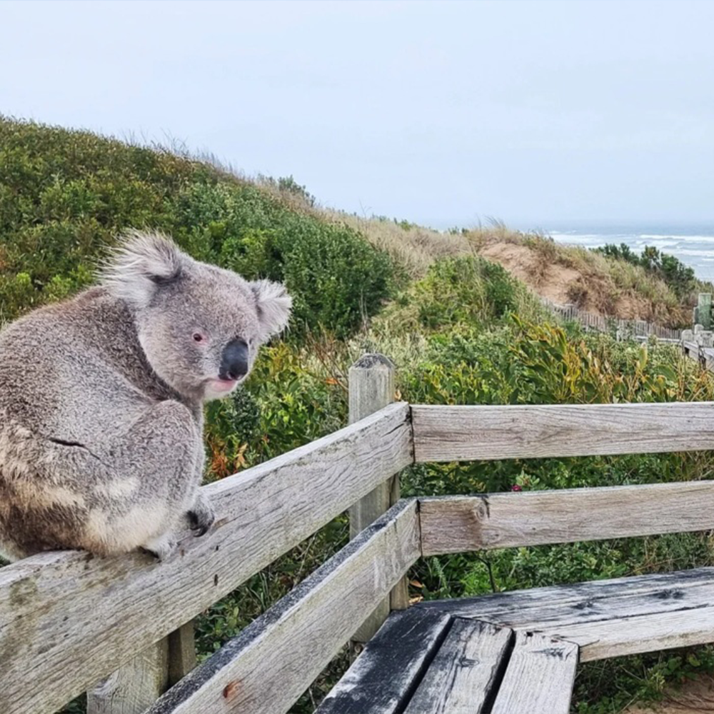 Sandy Point & Waratah Bay
